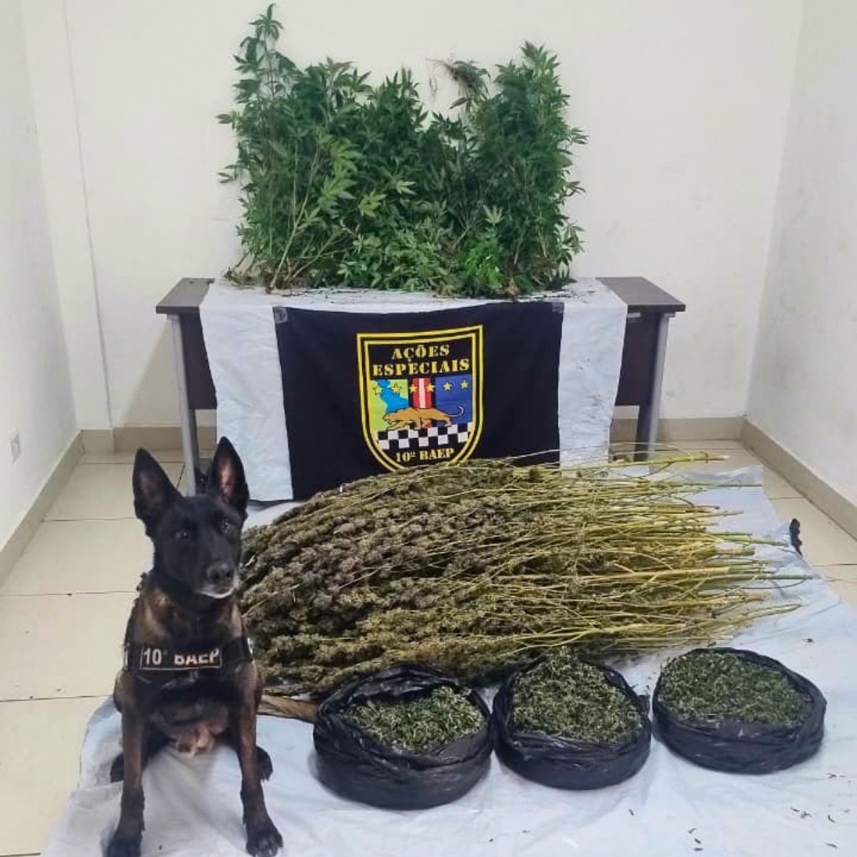 Polícia apreende estufa com 106 pés de maconha em residência de Sumaré​‌​