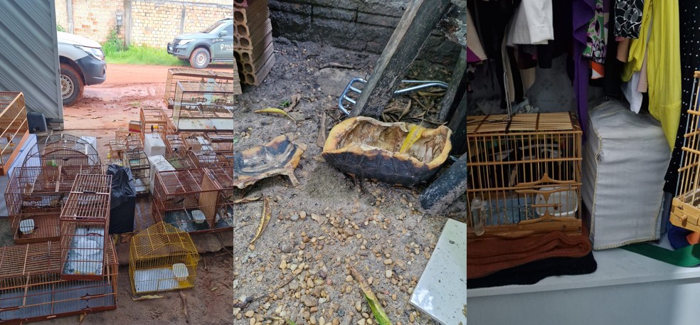 Animais apreendidos em Roraima