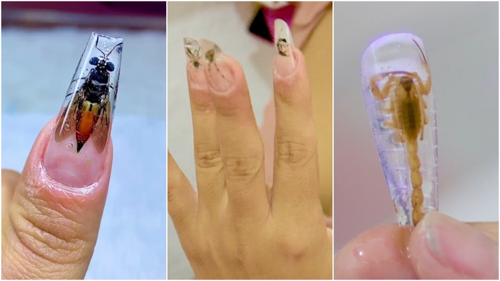 Manicure usa insetos reais - porém mortos - nas unhas de clientes — Foto: TV Verdes Mares/Reprodução