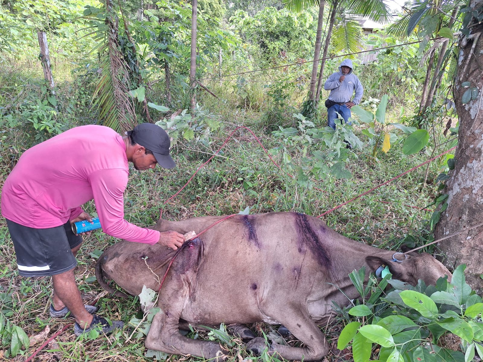 Despejo em área quilombola no Amapá gera revolta e deixa animais sem comida e água