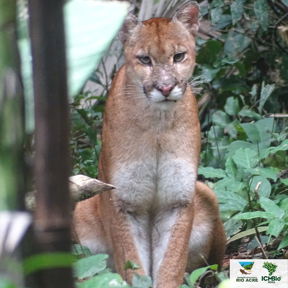 Programa de Monitoramento avista onça parda no Acre — Foto: Divulgação/ICMBIO