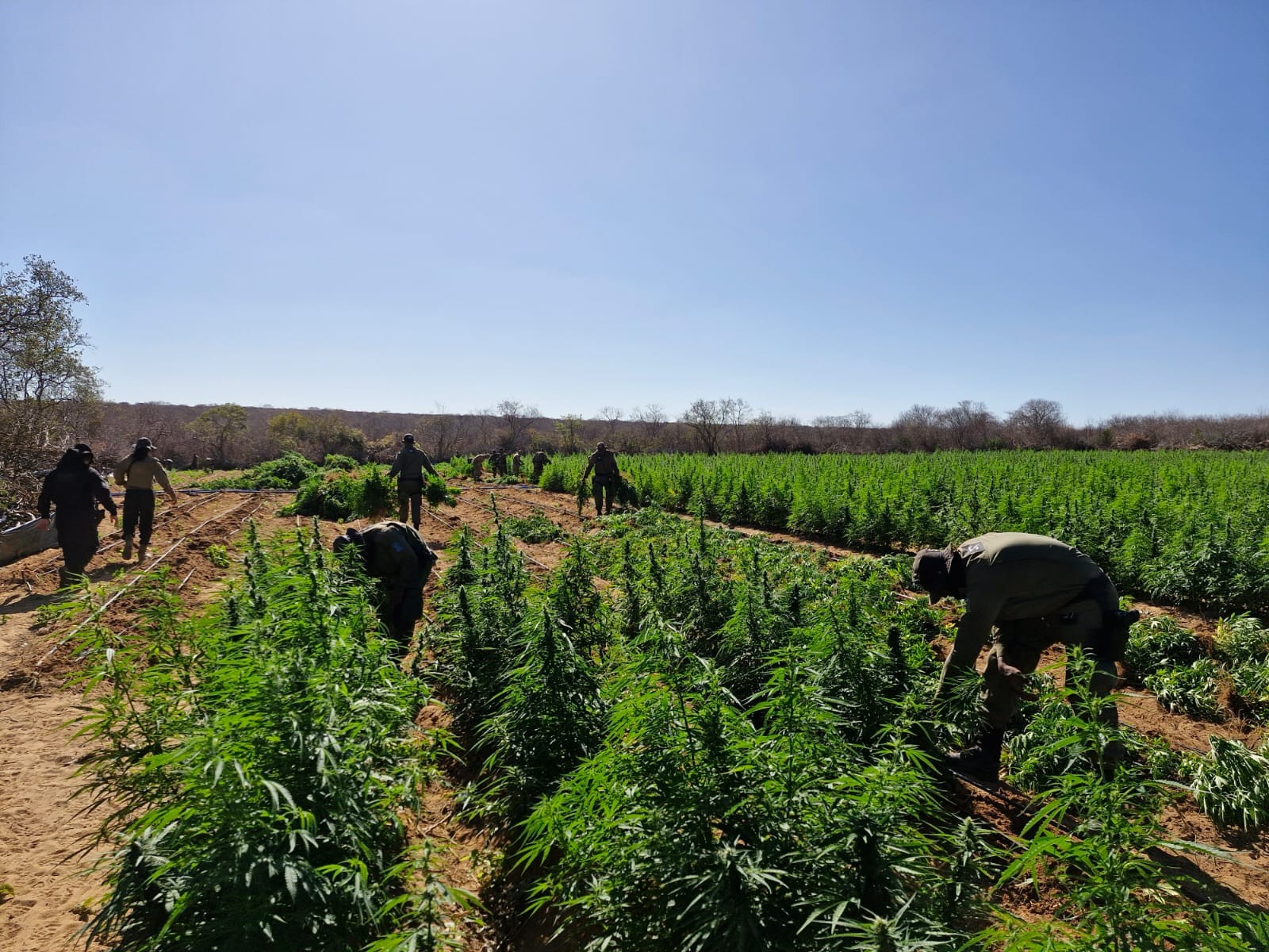 Polícia encontra plantação de maconha de 1,5 hectares na caatinga, em Conceição do Canindé (PI)