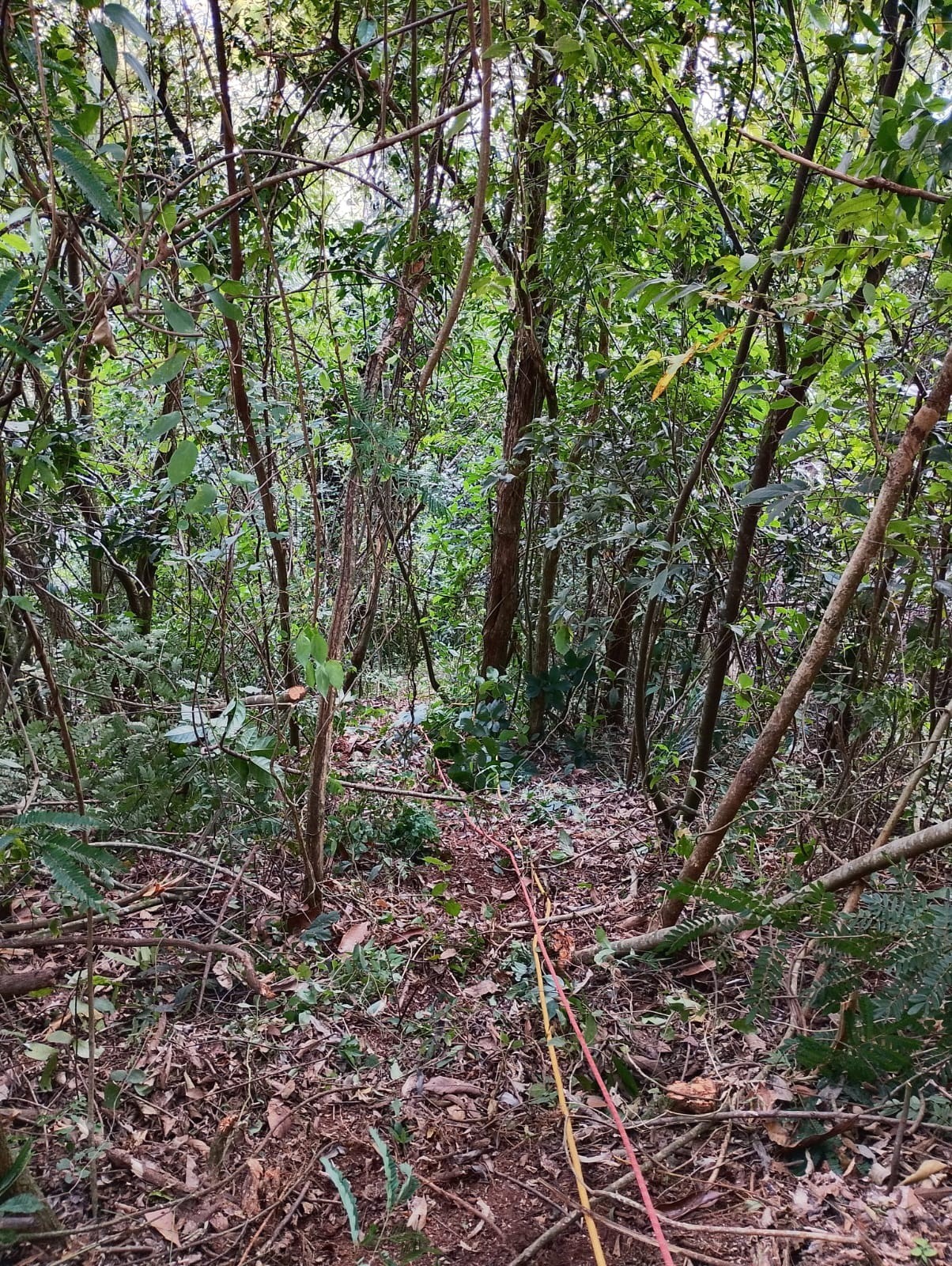 Piloto de parapente morre em acidente durante voo no interior de SP, diz Corpo de Bombeiros