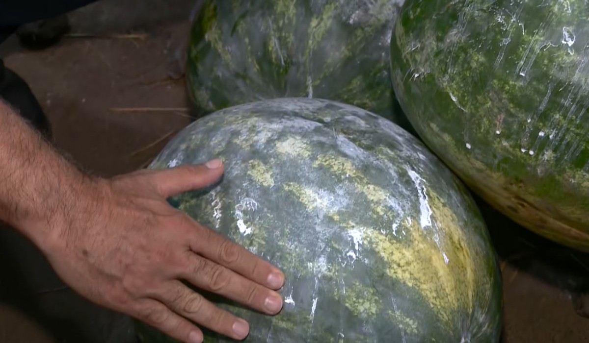 Protetor solar, geladeira e choque térmico: veja dicas e curiosidades para preservar frutas no campo e em casa