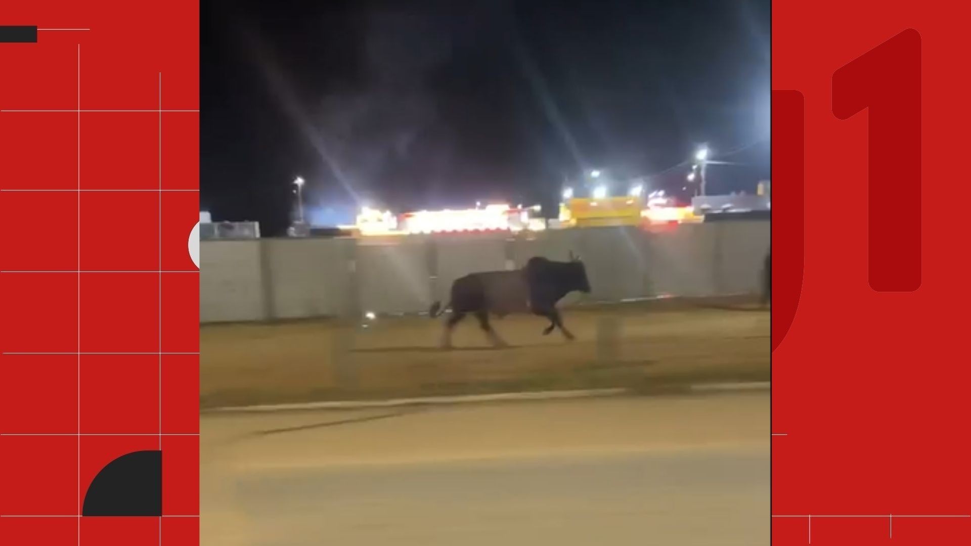 VÍDEO: touro foge de rodeio no ES, atinge jovem e é recapturado em MG após percorrer mais de 7km