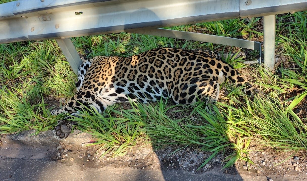 Onça-pintada é encontrada morta na BR-435 em RO