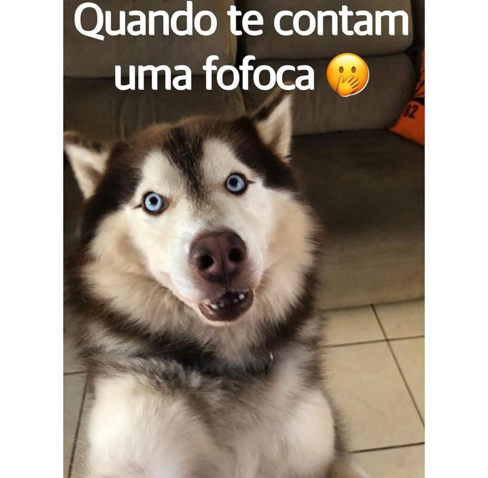Doginfluencer' de Cuiabá faz sucesso na internet após memes engraçados, Mato Grosso