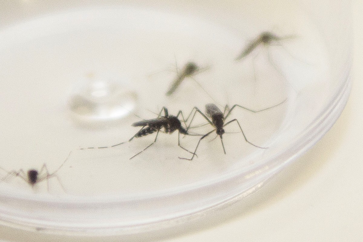 Vale do Paraíba e região já registraram mais de 15,8 mil casos de dengue em 2024; veja os principais sintomas