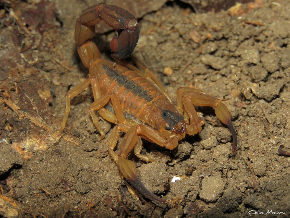 Escorpião-amarelo-do-Nordeste fotografado no Ceará — Foto: Célio Moura Neto/iNaturalist