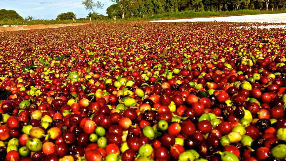 Café impulsiona cenário exportador e coloca Sul de Minas em evidência — Foto: Divulgação