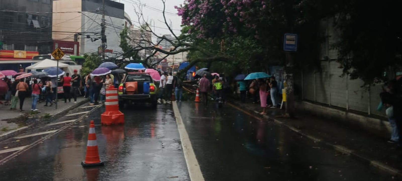 Mulher morre após queda de árvore sobre ponto de ônibus em Guarulhos, na Grande SP