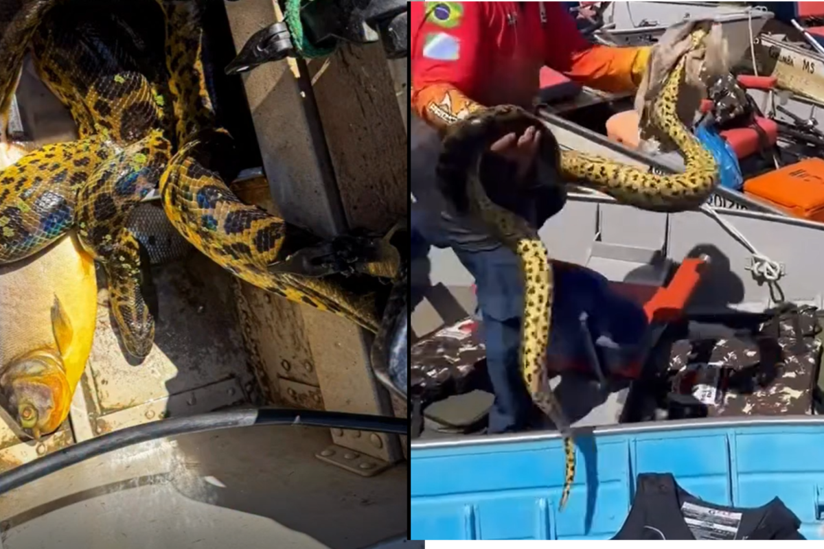 Sucuri invade barco e assusta grupo de pescadoras durante passeio no Pantanal; veja vídeo