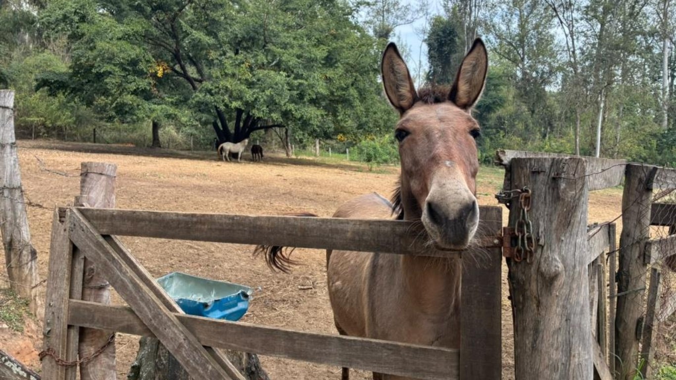 Cavalos e burros vítimas de maus-tratos são colocados para adoção em Limeira; veja como adotar