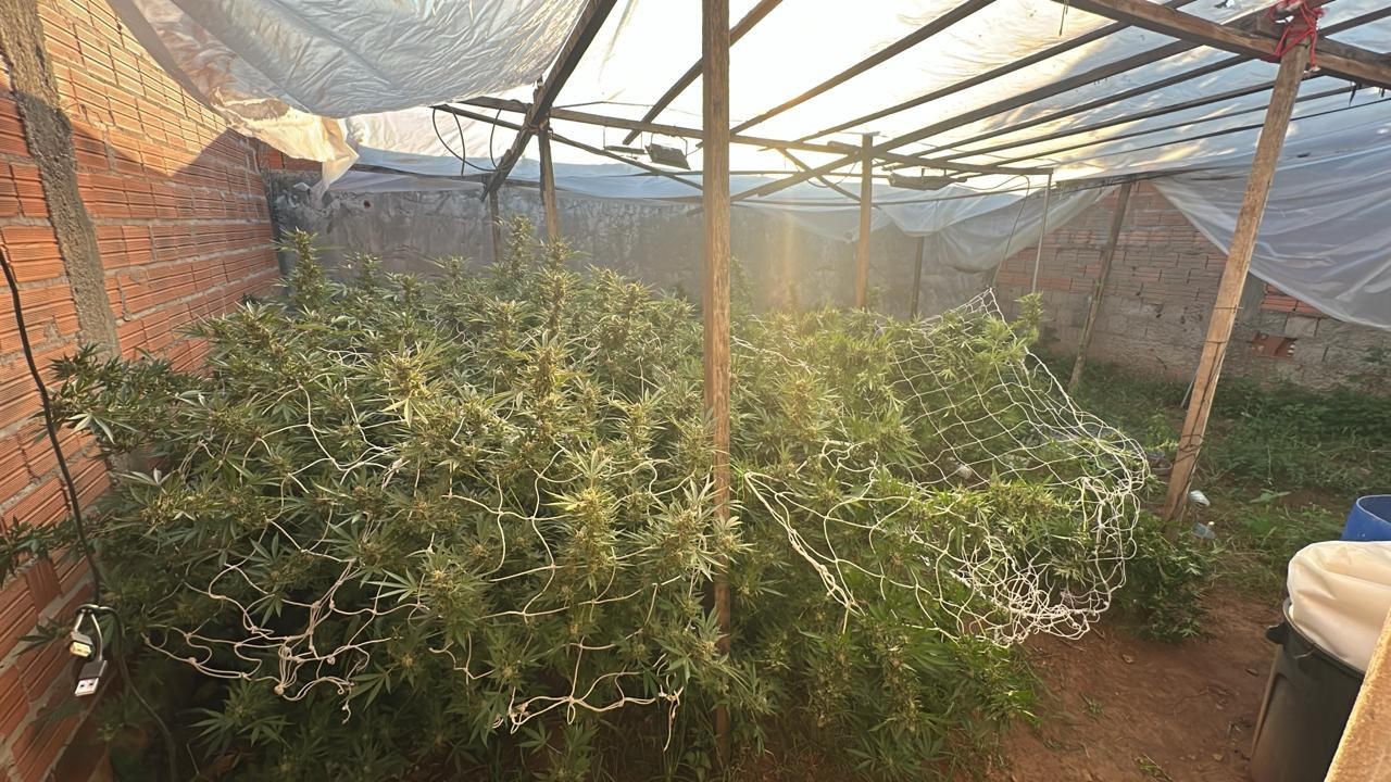 Com ajuda de drones, polícia descobre plantação de maconha em quintal e homem é preso em Mogi Guaçu