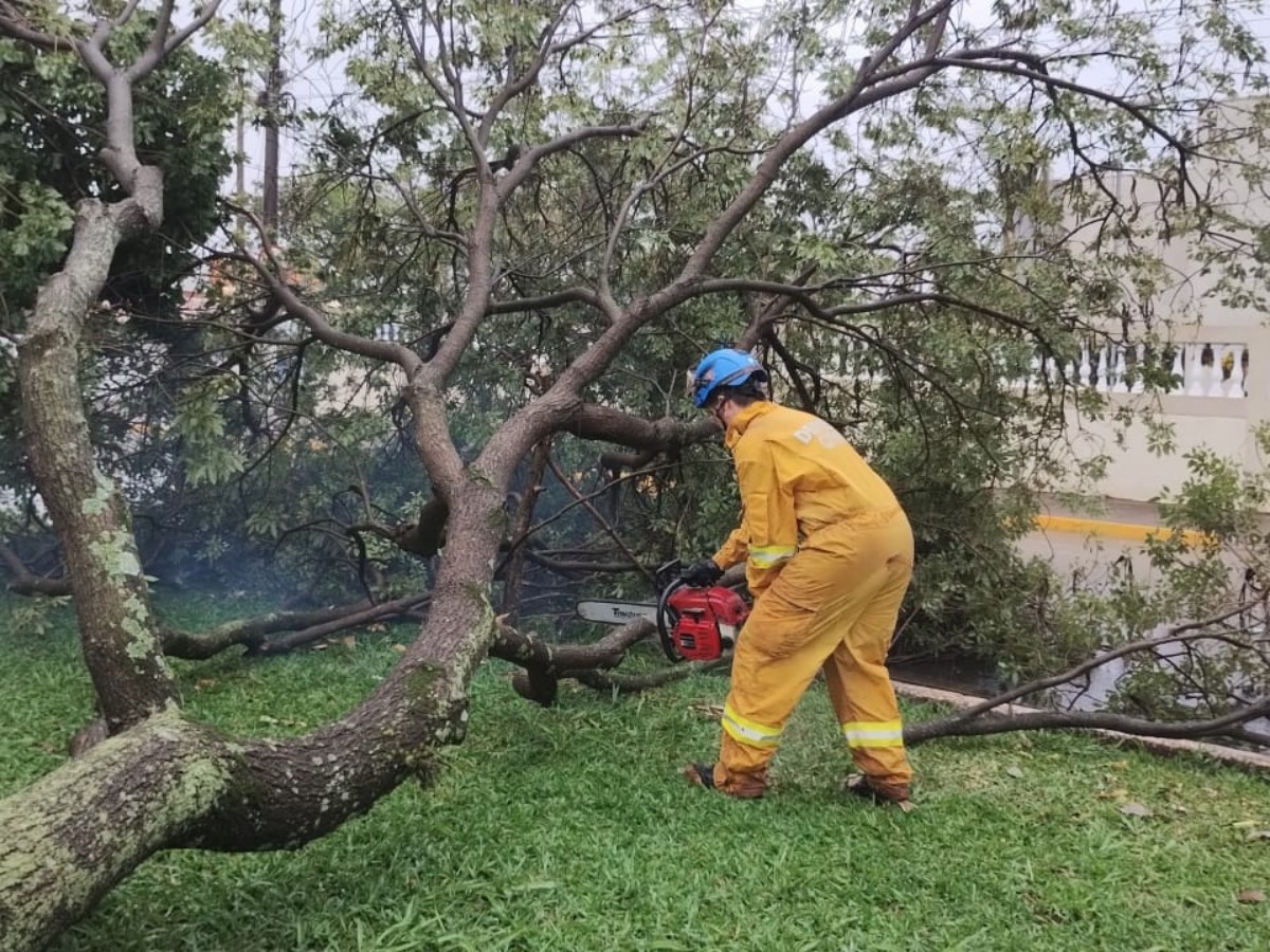 Chuva e vento de até 39 km/h derrubam cinco árvores em avenida de Cordeirópolis