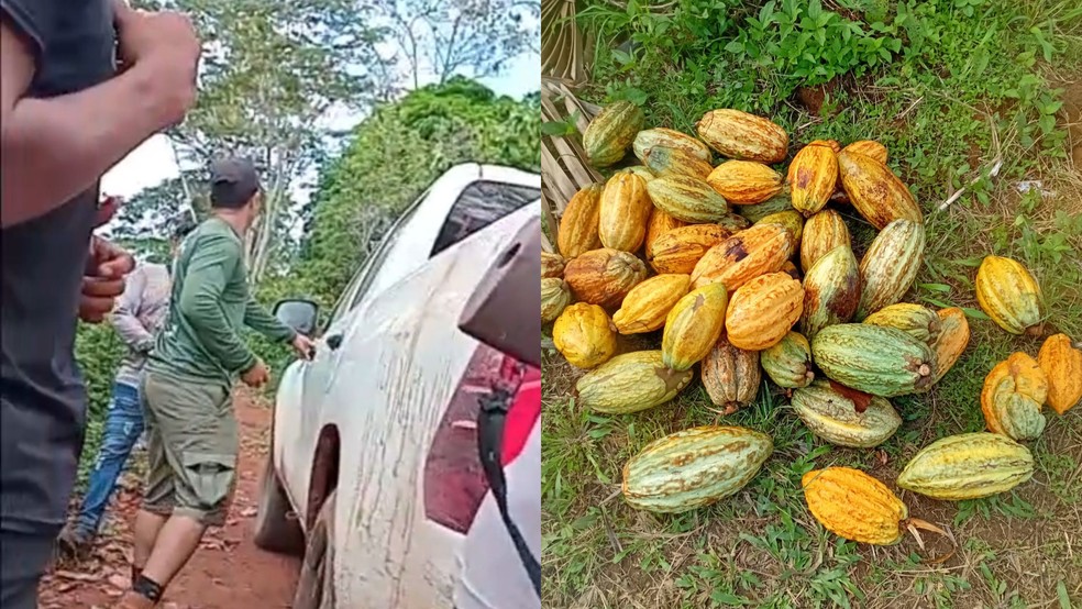 Região em que ocorre a tensão na TI Apyterewa tem plantações de cacau. — Foto: Reprodução / Redes sociais