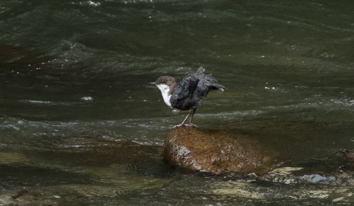 Conheça o melro-d'água, pássaro que mergulha até dois metros de profundidade para caçar