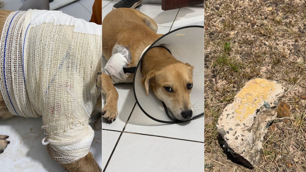 Cadela é internada após ser agredida com pedaço de concreto na UFMA, em São Luís — Foto: Divulgação/Redes Sociais