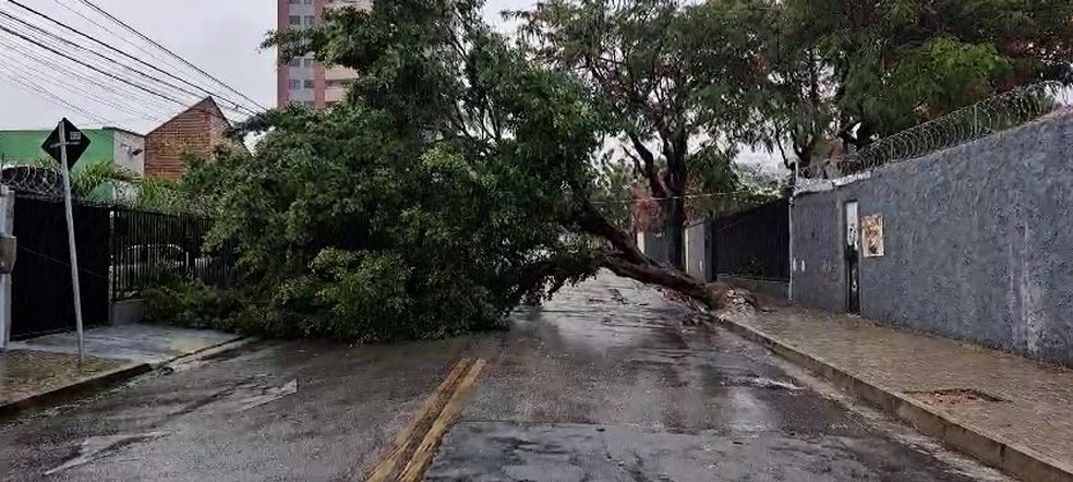 Árvore caída na Rua Lívio Barreto, no Bairro Dionísio Torres. — Foto: Rafael Almeida/ SVM