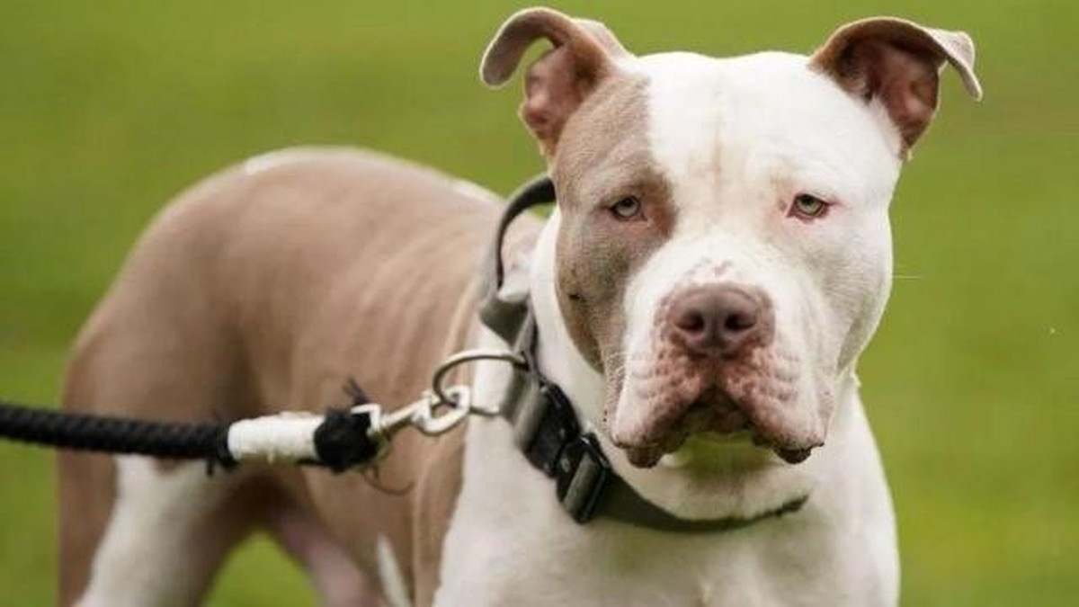 Dog banned from UK after series of fatal attacks |  the world