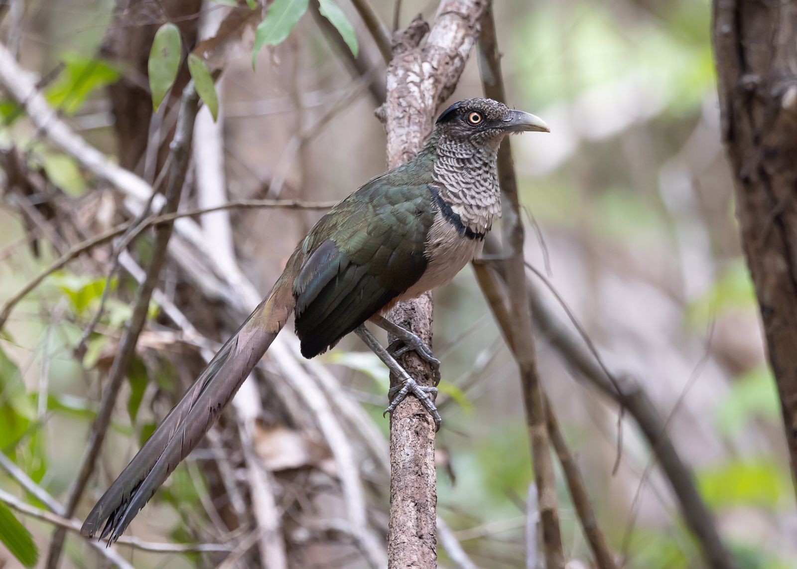 Jacu-estalo, apuim-de-costas-azuis e caburé-acanelado: morador do sul de MG acumula fotos de aves raras