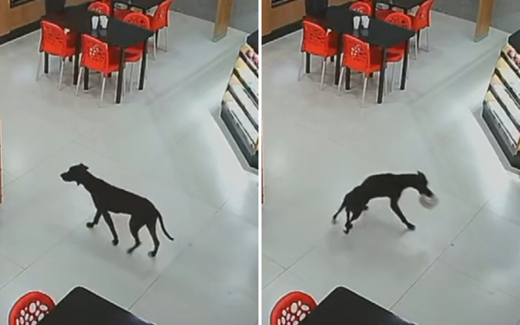 Cachorro entra em padaria, ‘furta’ bolo e sai de fininho; vídeo