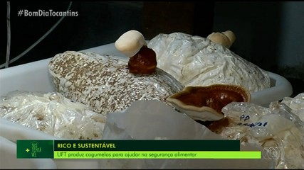 UFT desenvolve cultivo de cogumelos para alimentação