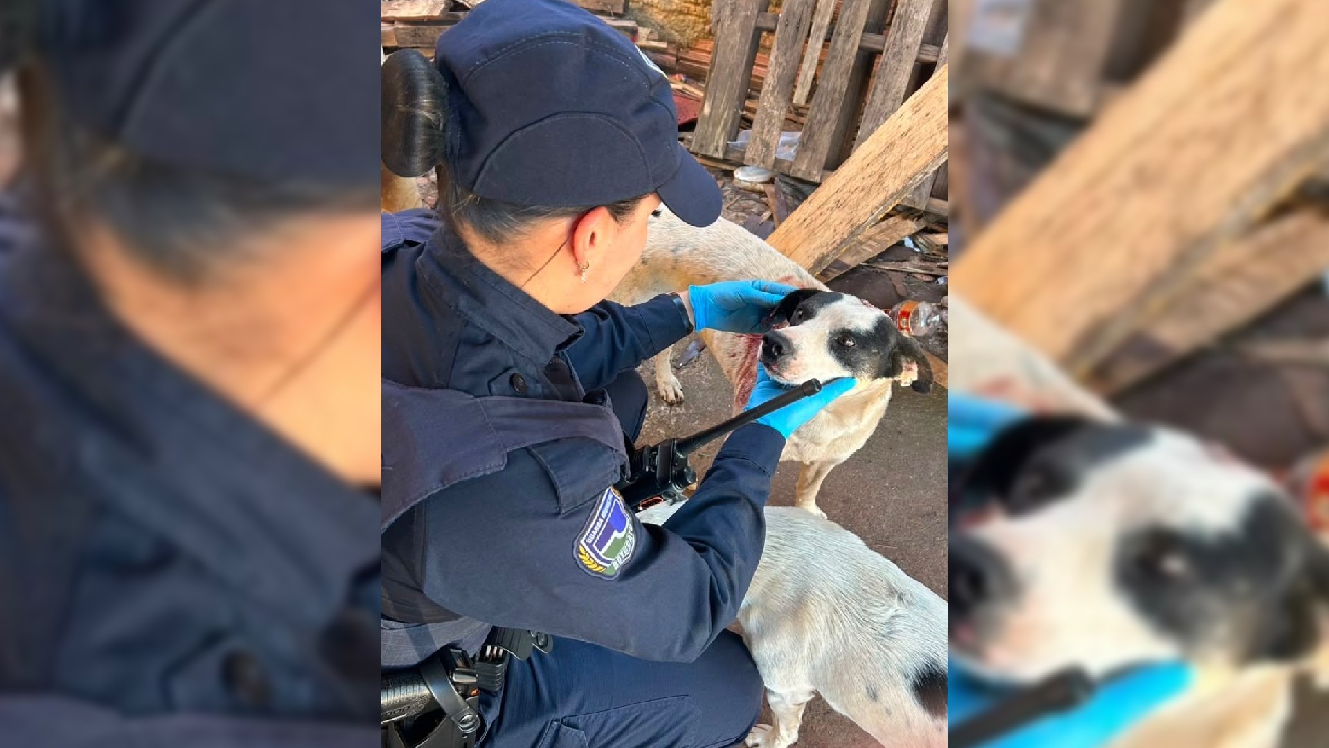 Tutor é preso após cortar orelha de cachorro com faca sob justificativa de 'enviar para pesquisa' em Botucatu