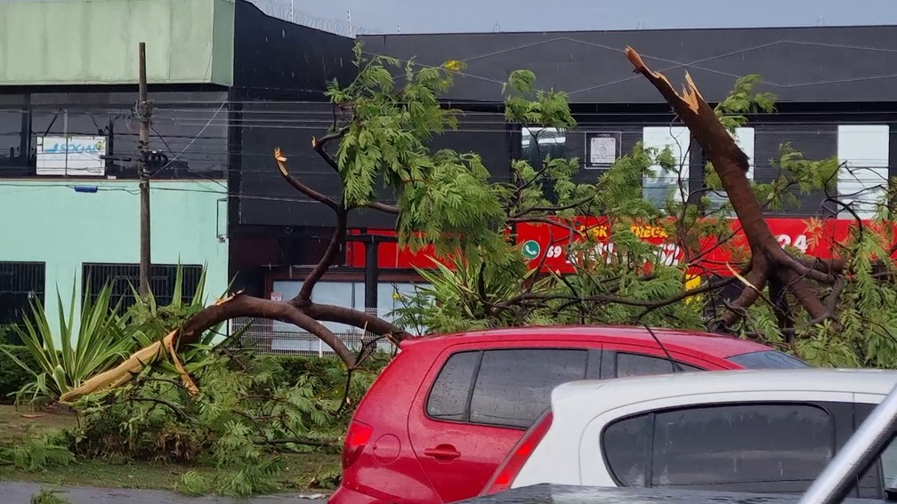 Árvore quebrada após temporal em Porto Velho — Foto: Rede Amazônica/Reprodução