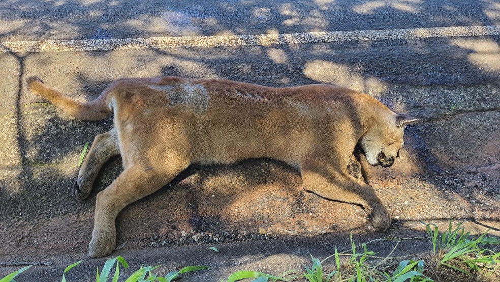 Onça-parda morre atropelada em estrada vicinal, em Presidente Epitácio (SP) — Foto: Polícia Ambiental