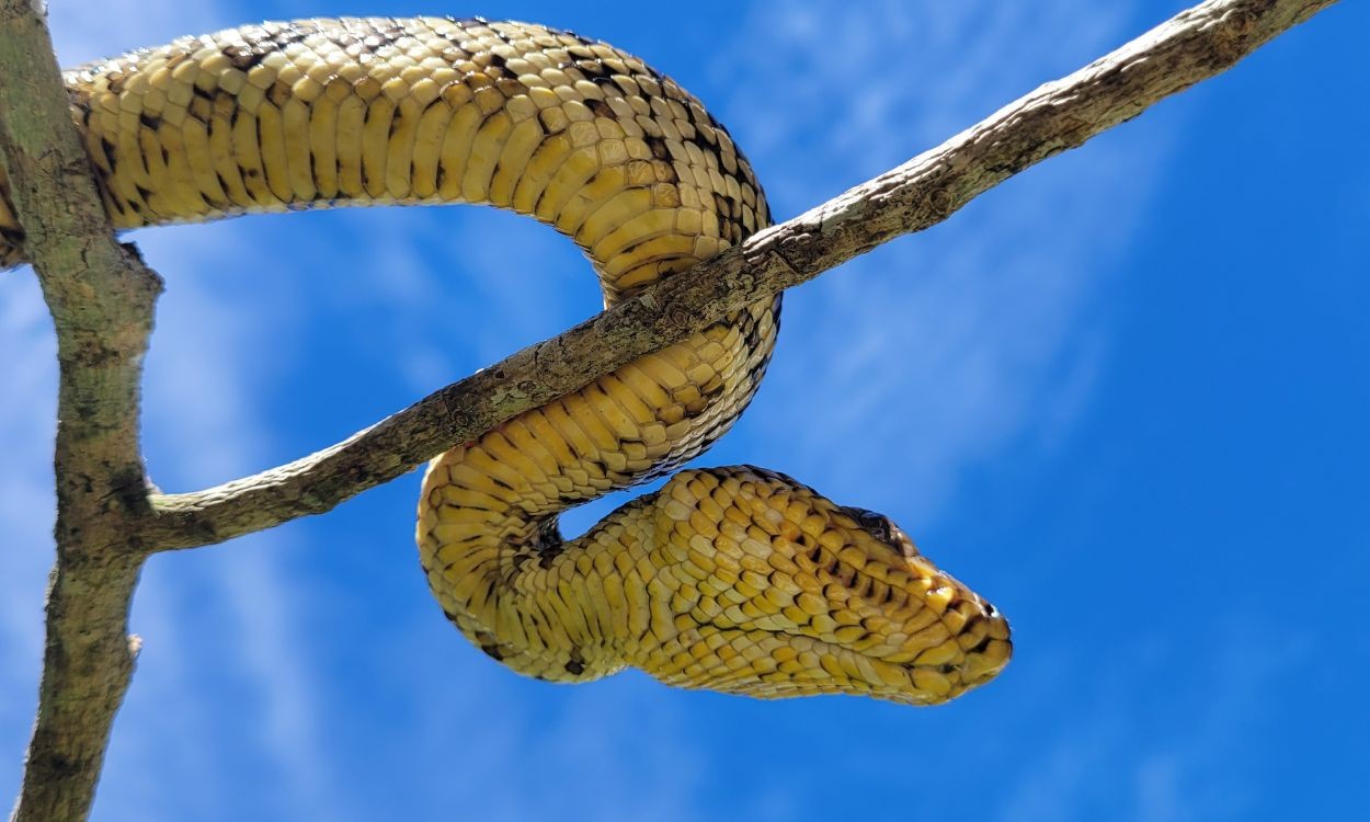 Filhote da jiboia mais rara do mundo é encontrado vivo pela 1ª vez em SP