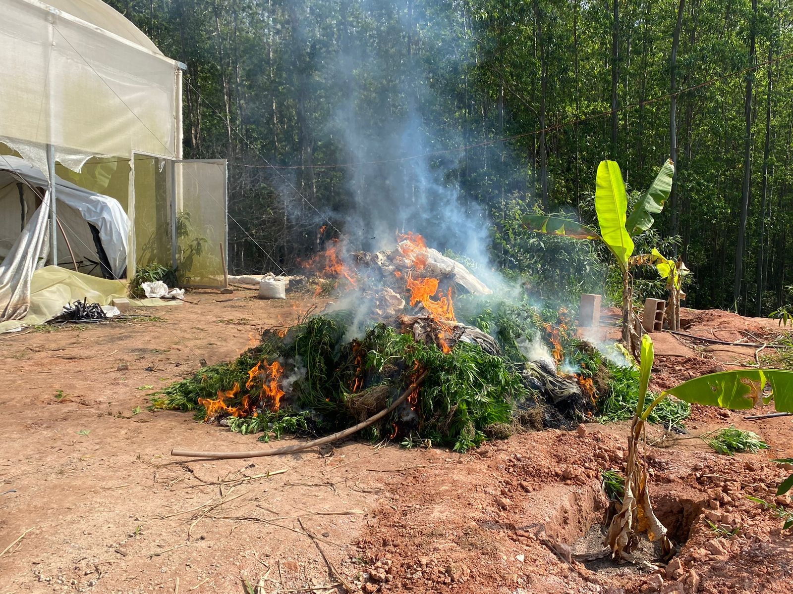 Droga apreendida em fazenda com mais de 28 mil pés de maconha é destruída