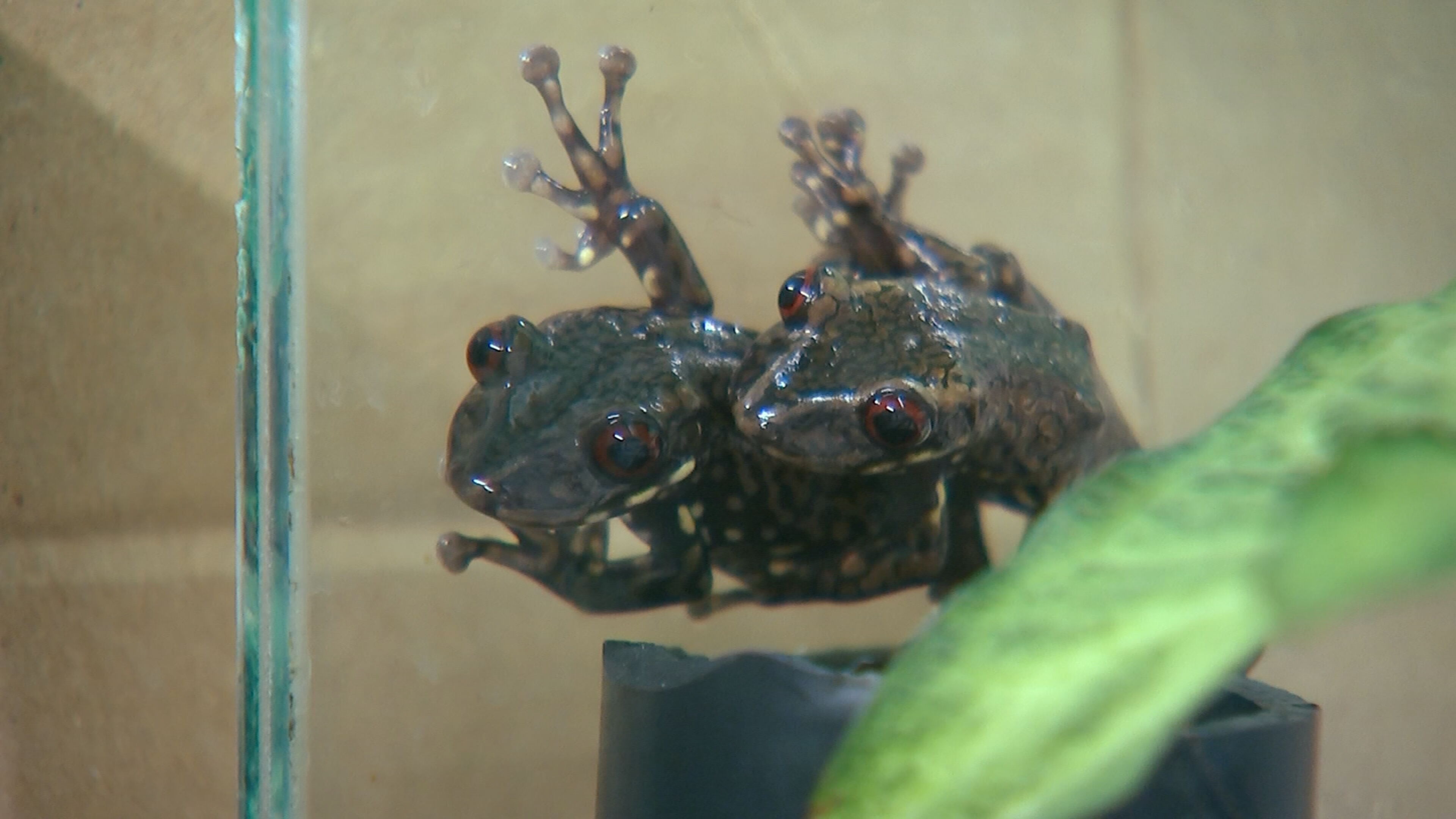 Centro de conservação registra mais de 500 nascimentos de espécie rara de perereca; número supera população estimada na natureza