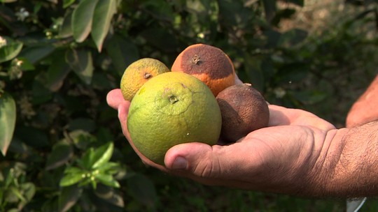 Tarifaço e suco de laranja: safra brasileira tem receita recorde com exportação, mas setor teme queda na demanda internacional; entenda - Centro de pesquisa da USP em Piracicaba (SP) aponta que volume de suco de laranja exportado pelo Brasil na safra 2024/25, foi o menor em quase 30 anos, mas a receita com os embarques foi recorde. O futuro do setor de citrus, no entanto, segue incerto.