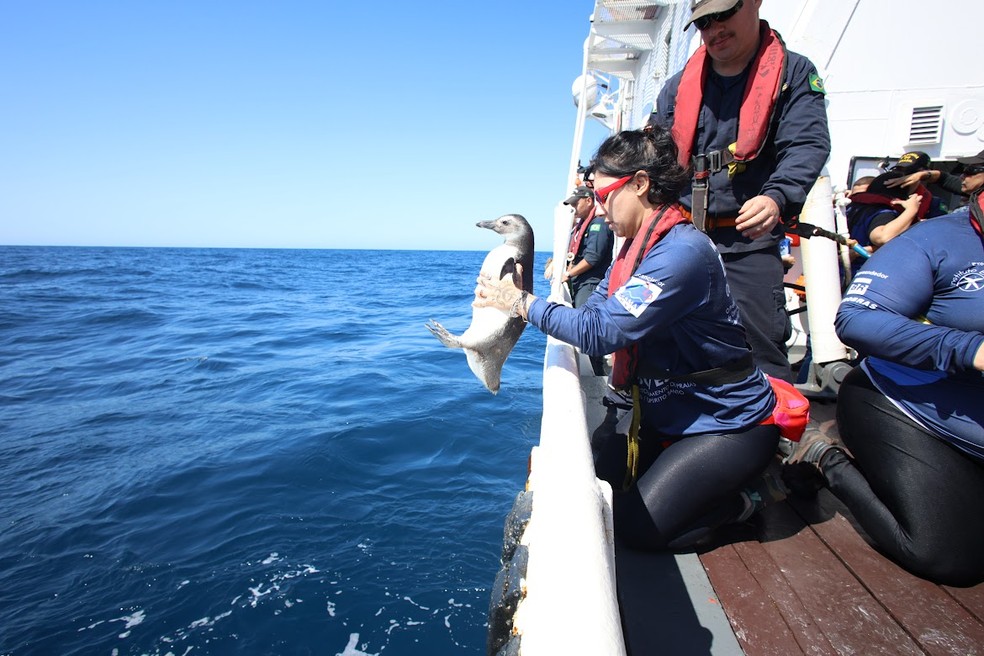 Pinguins foram devolvidos ao mar a 84 km da costa brasileira — Foto: Fabiano Veneza/SEAS