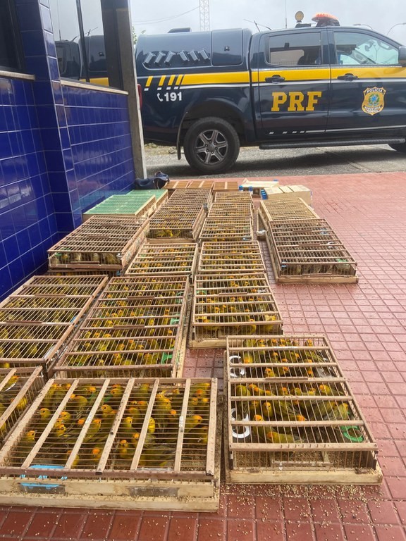 PRF apreende mais de mil aves silvestres transportadas ilegalmente na Bahia