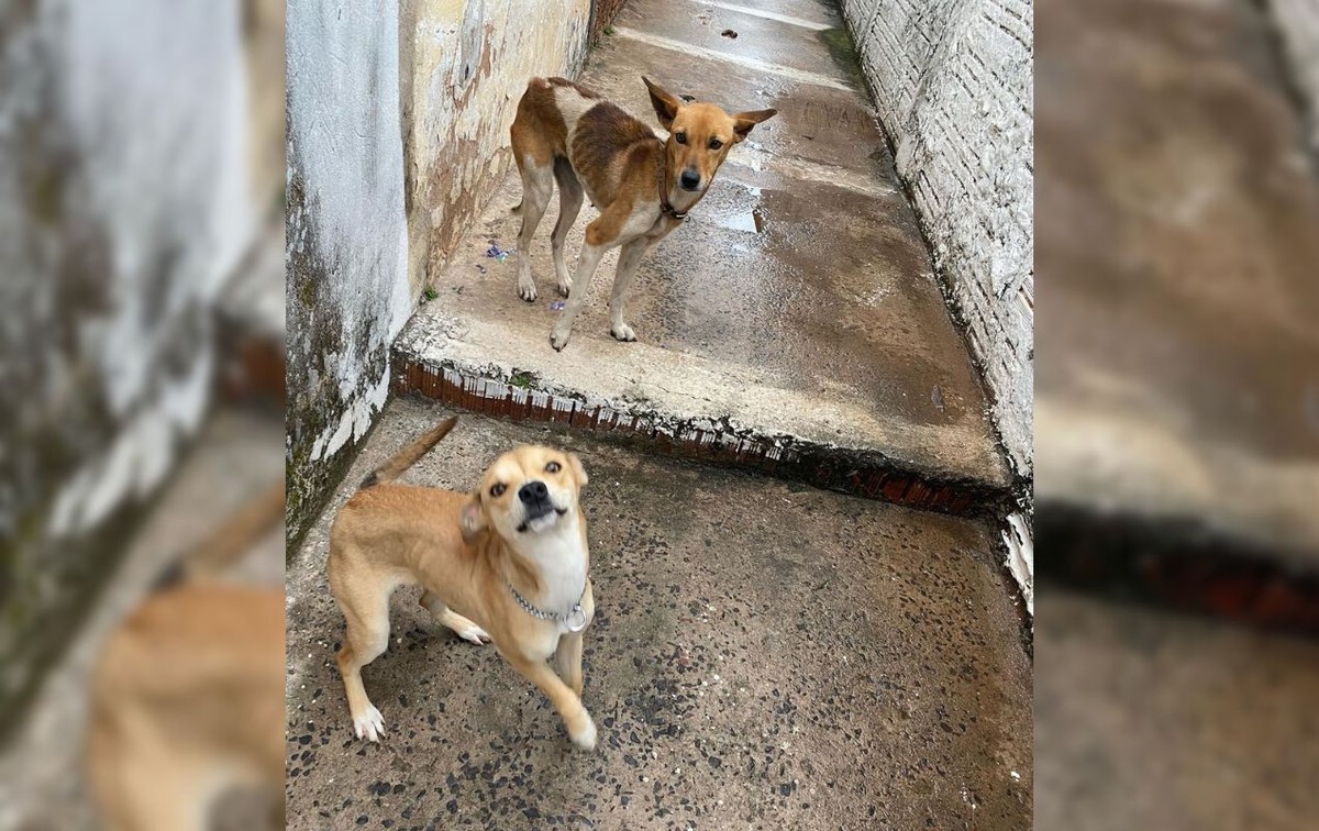 Mais de 90 animais em situação de maus-tratos são encontrados em ONG  irregular em Embu-Guaçu, na Grande SP, São Paulo