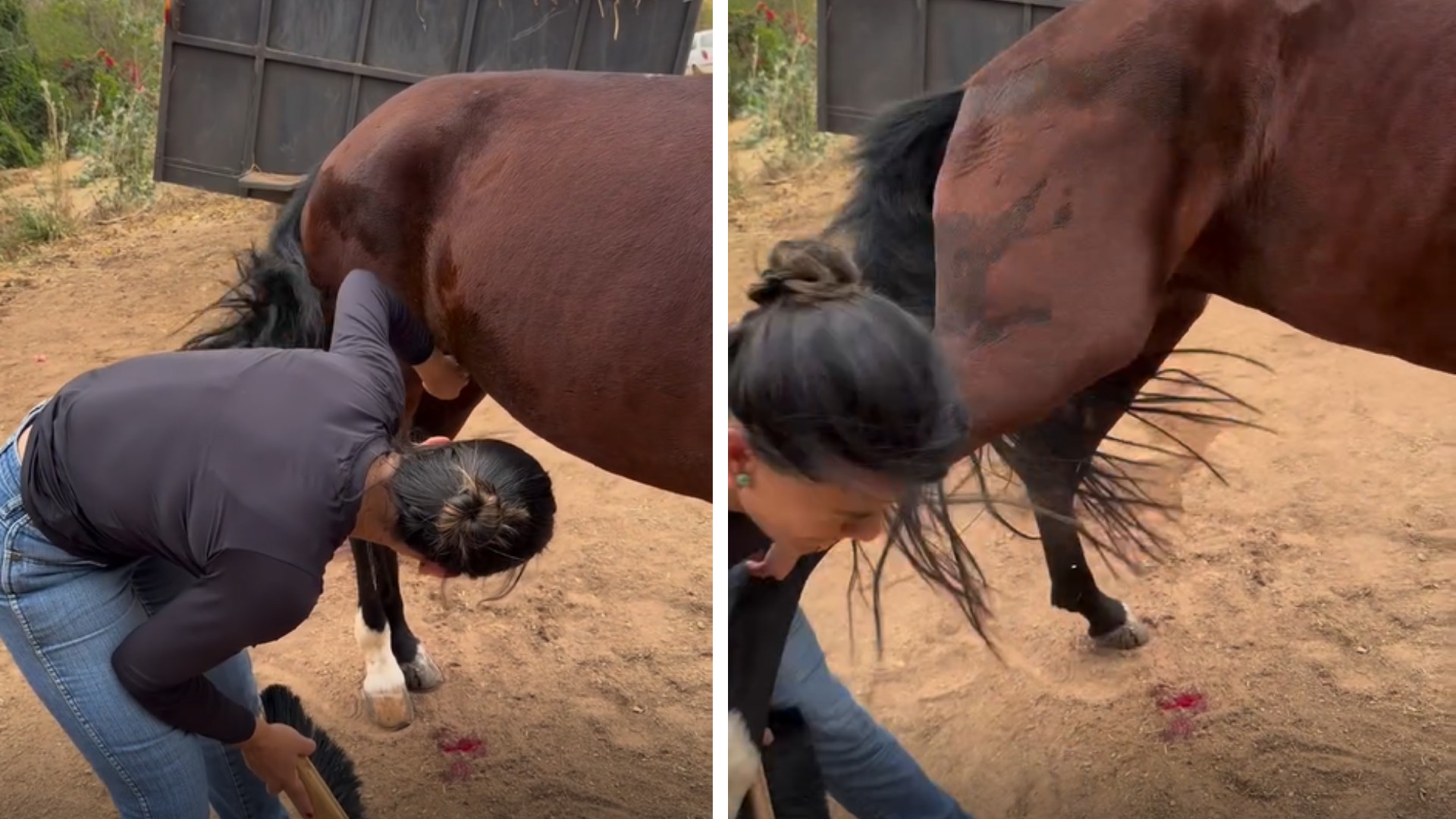 Veterinária diz que já está acostumada com coices após ser derrubada por cavalo enquanto gravava vídeos