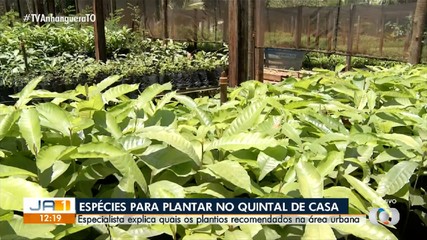 Veja quais são as espécies de plantas recomendadas para áreas urbanas