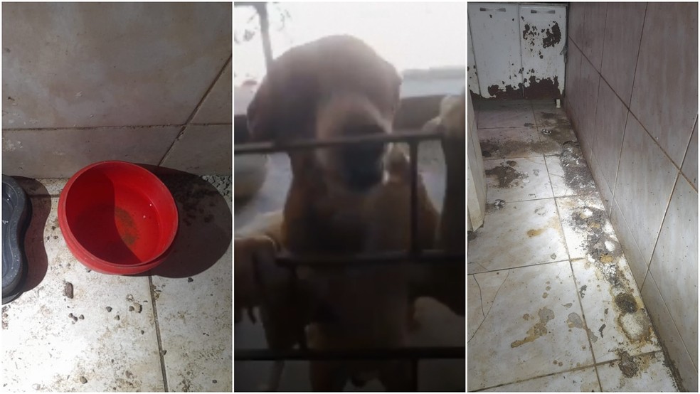 Duas mulheres foram presas em flagrante suspeitas de maus-tratos contra animais em Cascavel. — Foto: Reprodução