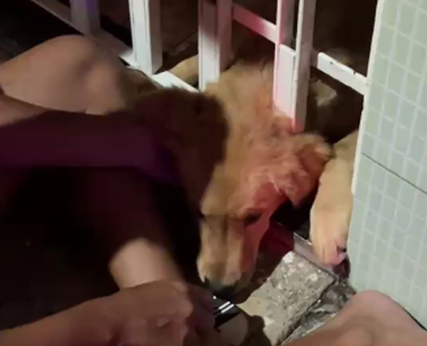 Cachorro é resgatado após ficar preso em portão em Lagarto