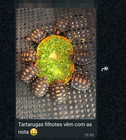 Traficantes usam grupos de mensagens para vender animais silvestres. — Foto: Ibama/Reprodução
