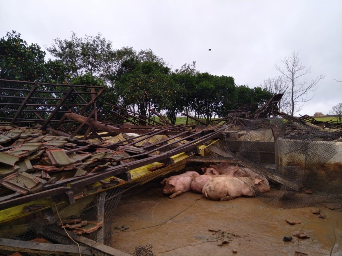 Cyclone destroys cattle farms and causes death of animals in RS