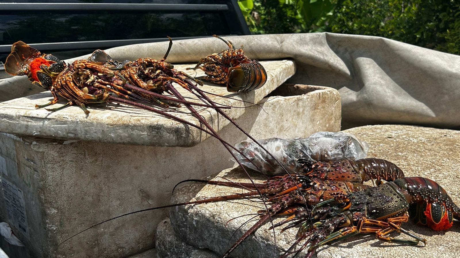 PRF flagra carga ilegal de lagosta em período de defeso e prende motorista no RN