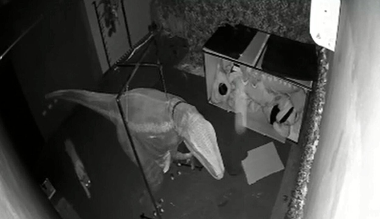 Onça-parda é resgatada escondida em restaurante temático de dinossauros no interior de SP