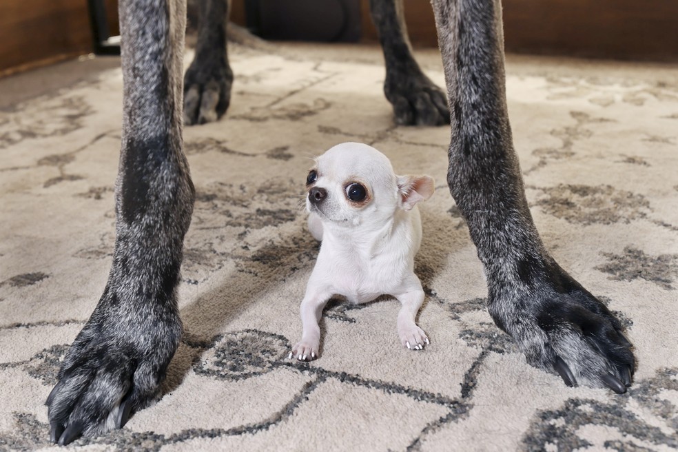 Diferença entre os cachorros Reggie e Pearl é de 91 centímetros — Foto: Guinness World Records