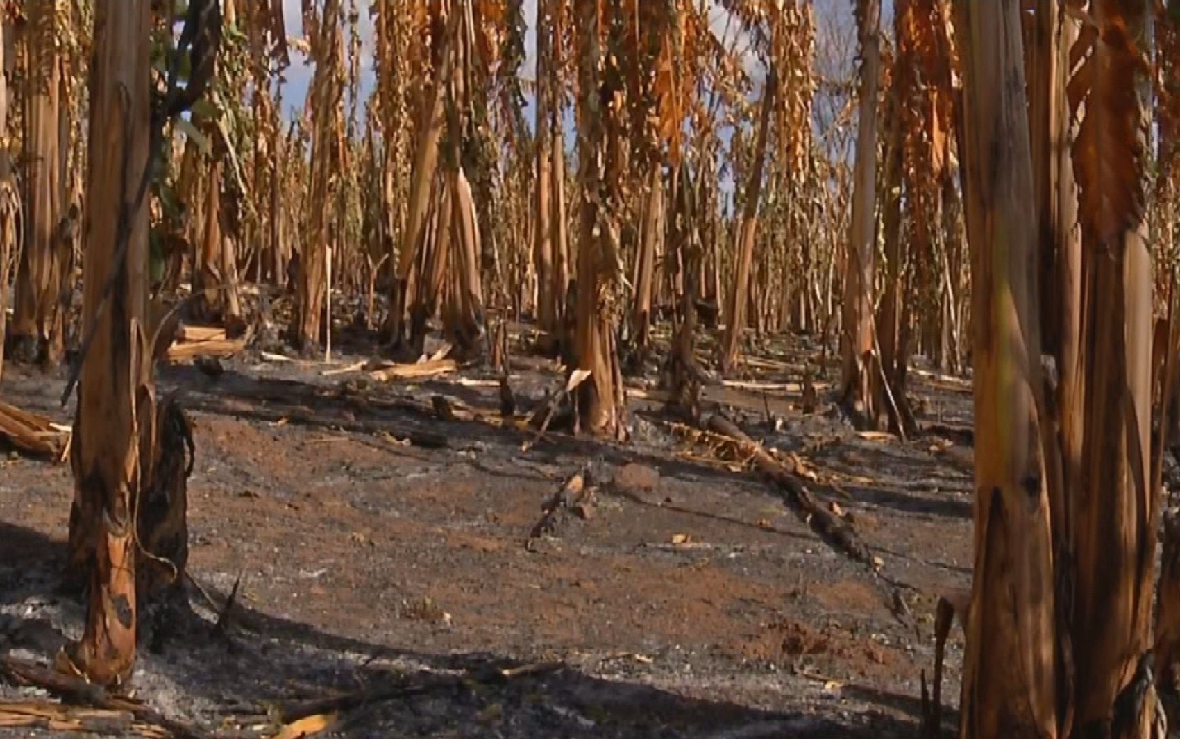 Fogo destrói área equivalente a 200 campos de futebol em plantação de banana em Goiás 