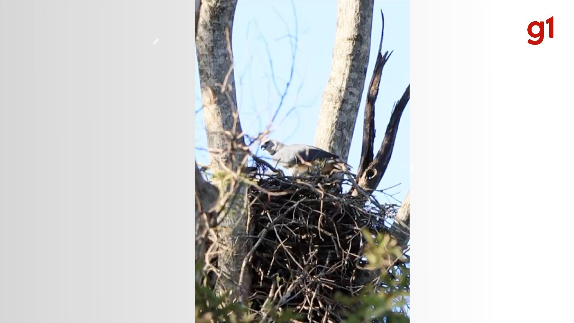 VÍDEO: cientistas encontram ninho da maior águia do planeta no Pantanal, após mais de uma década