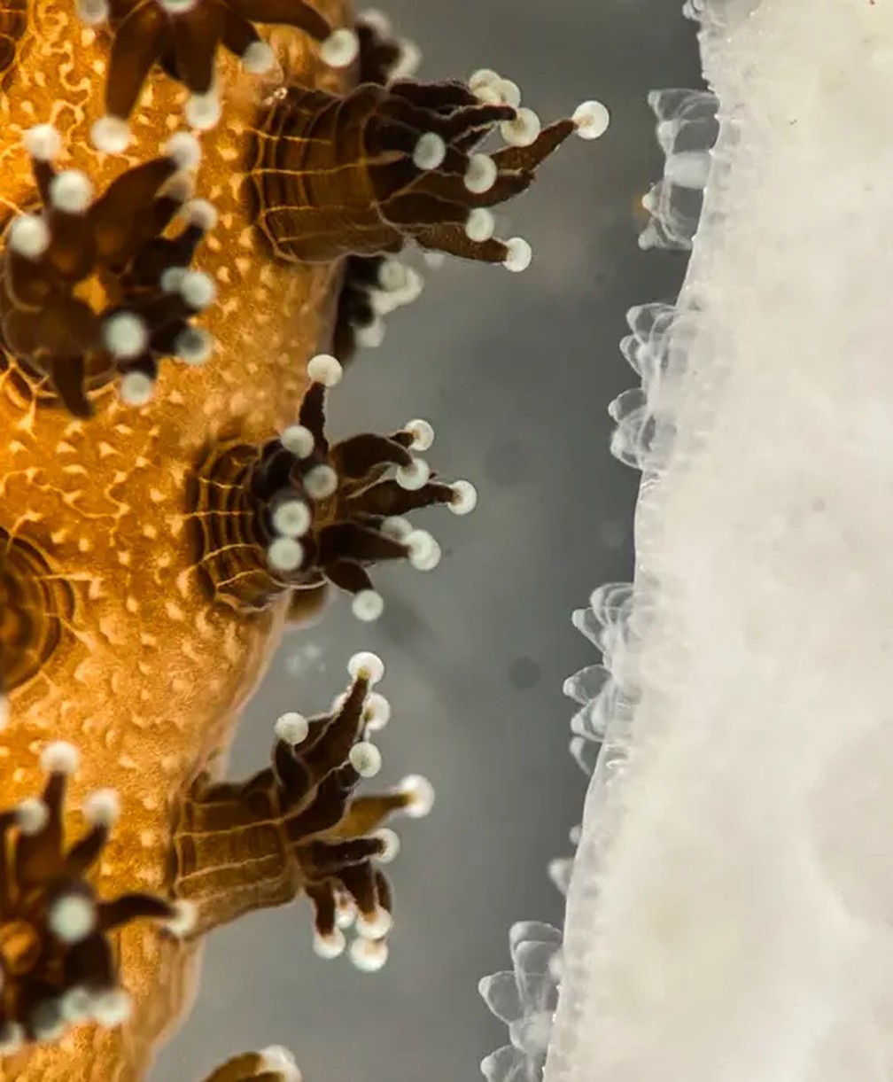 Coral saudável e branqueado eram unidos para 'transplante' — Foto: Danny Collins