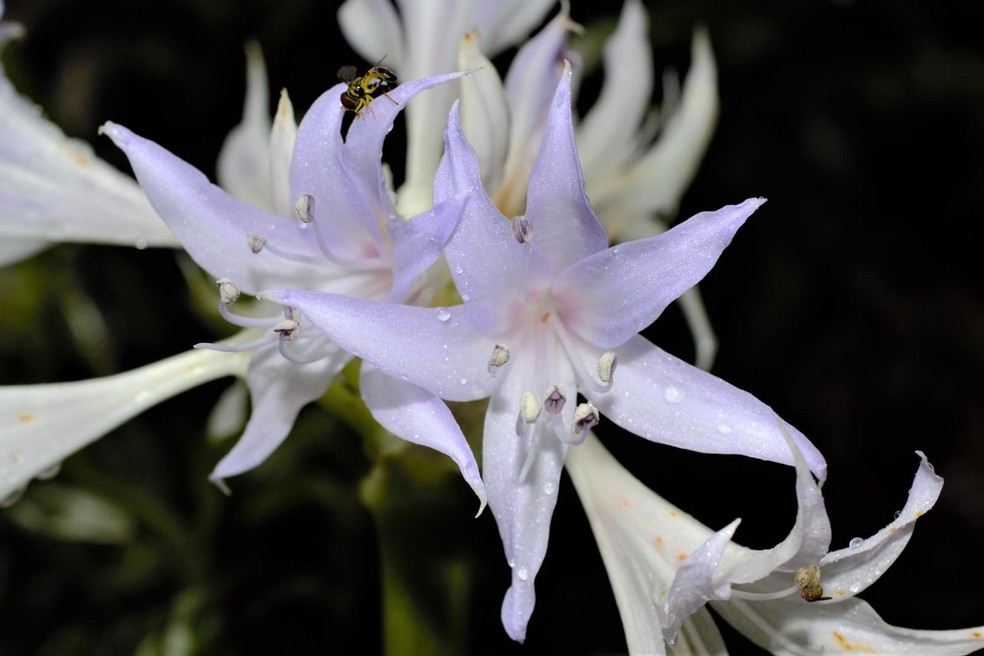 Considerada extinta, flor do grupo dos lírios é 'redescoberta